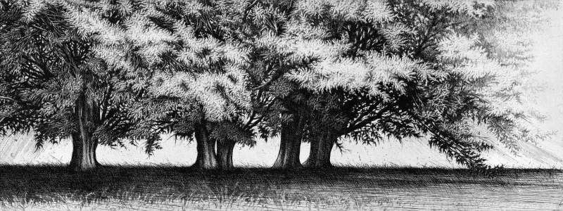 Tra le fronde