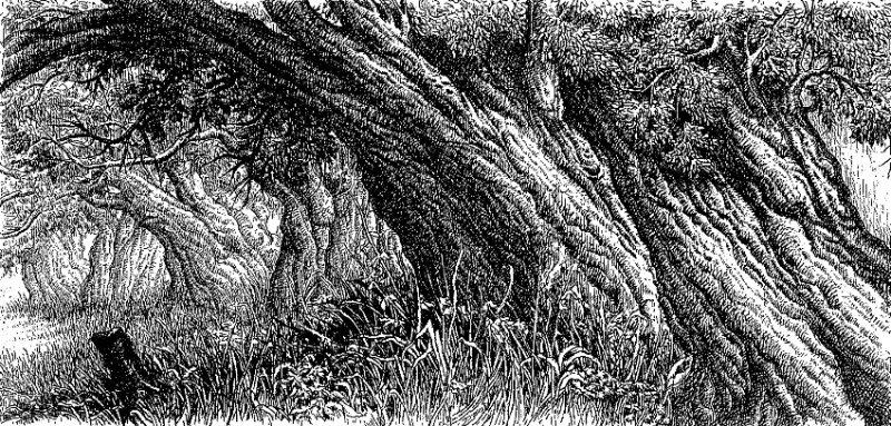 Le voci del bosco VI