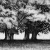 Albero